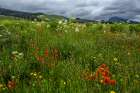 Assorted wildflowers in Fish Lake National Forest Art Print